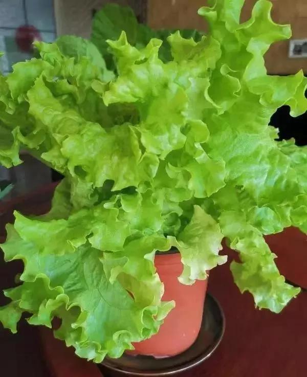 在大连去旅顺华酝牡丹园坐什么车,大连旅顺华酝牡丹园几月份适合去