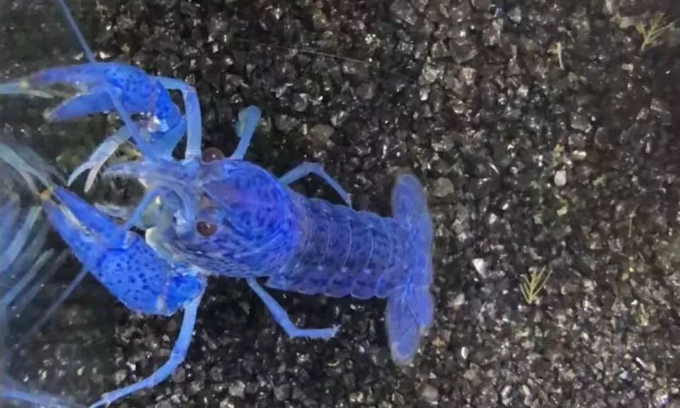 那些年舍友养过的奇葩宠物,你们身边的人都养什么奇怪的宠物