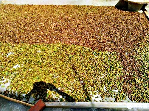 山茶籽农家自榨山茶油,山茶麸文化传承