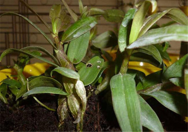 铁皮石斛怎么种是最标准的,铁皮石斛怎么种的最好