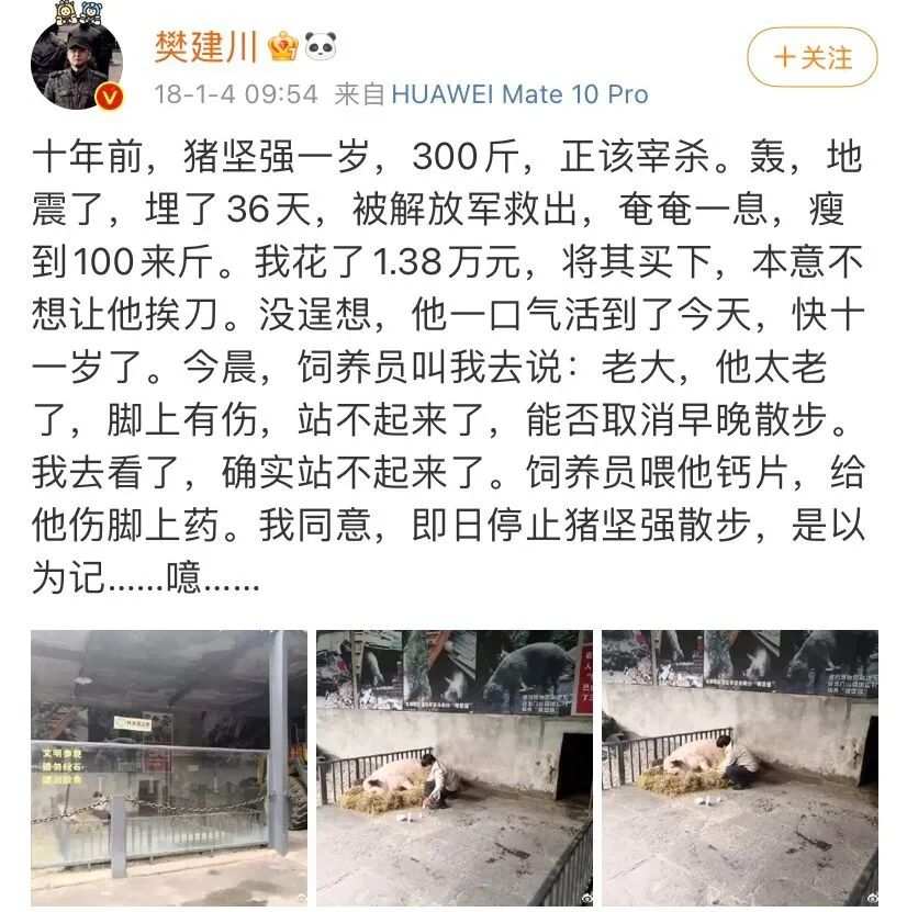 猪坚强可能即将走完生命旅程视频,猪坚强后继有人