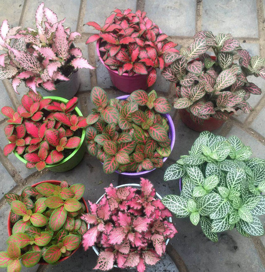 100种绿植大全,50种盆栽绿植花卉大全