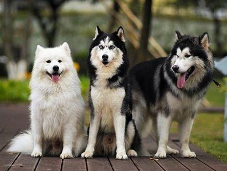 如何分辨哈士奇和阿拉斯加犬,哈士奇和阿拉斯加都是雪橇犬吗