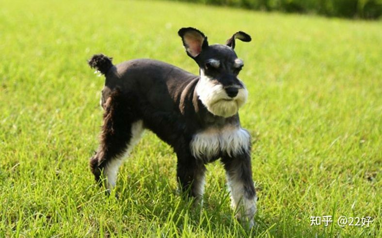 雪纳瑞脱毛吗,雪纳瑞脱毛严重是什么原因