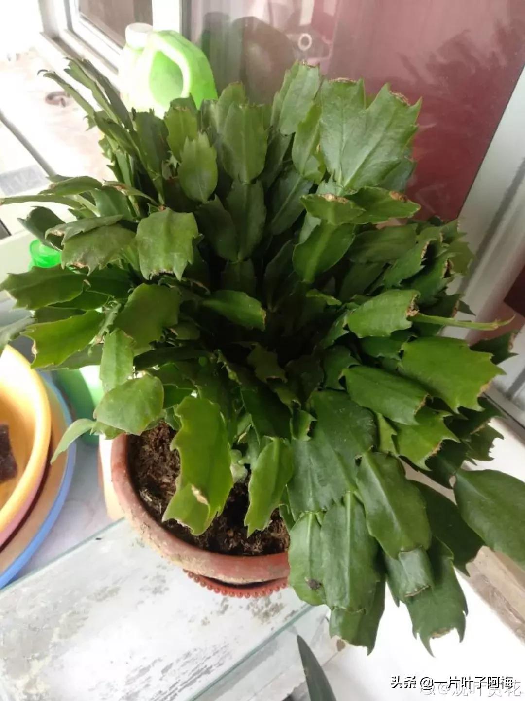 叶子软塌塌,叶子缺水卷曲怎么补救