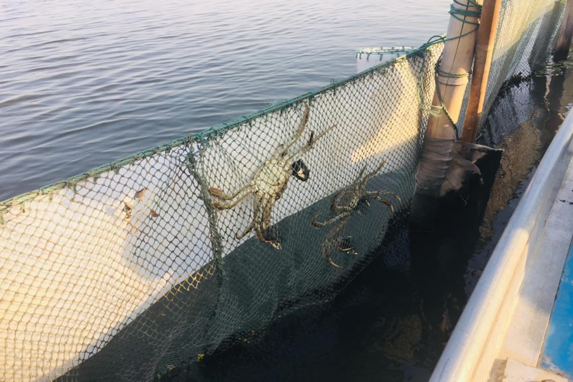 昆山阳澄湖民宿吃大闸蟹,阳澄湖吃蟹住宿