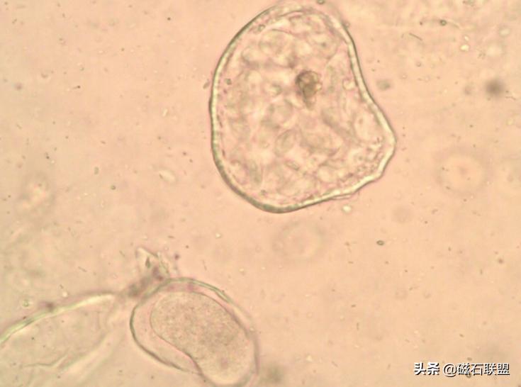 总觉得宠物医院检查太多？为什么需要做这些检查？医院揭秘便检篇