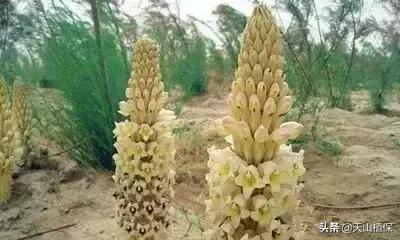 戈壁当中最常见的植物,在野外都能捡到的稀有植物