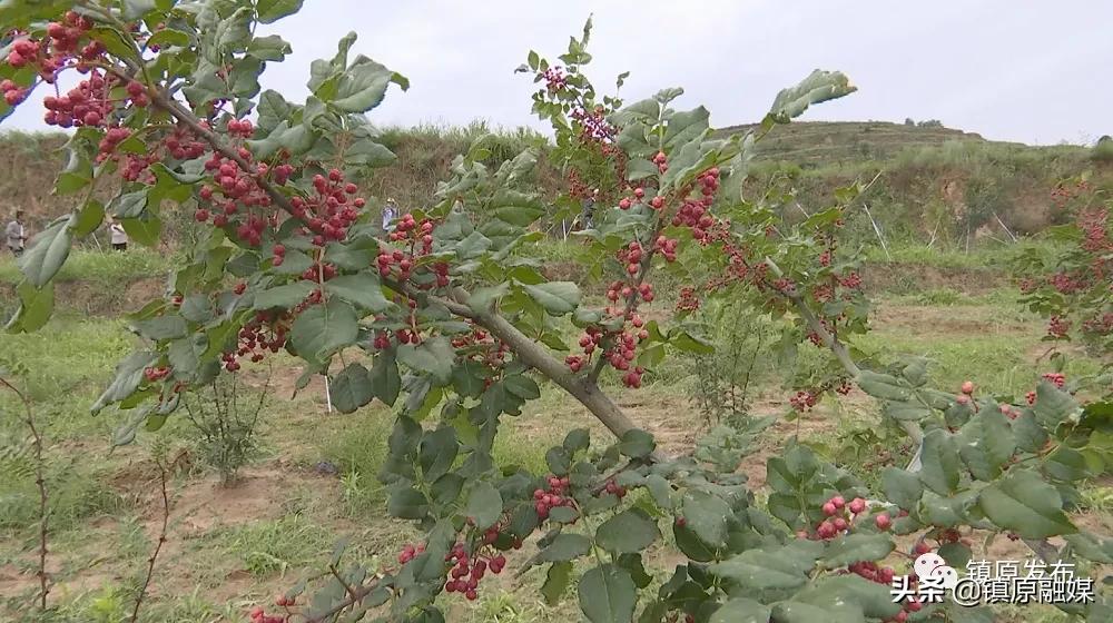 襄汾花椒映红致富路,陇南武都小康路上花椒红