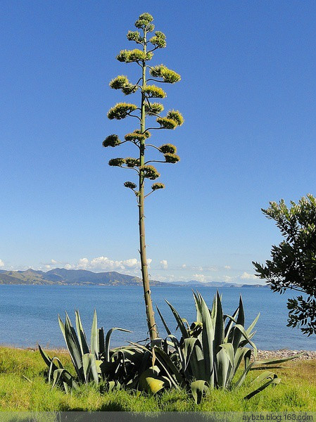 最好记的花名大全,很难得一见的花
