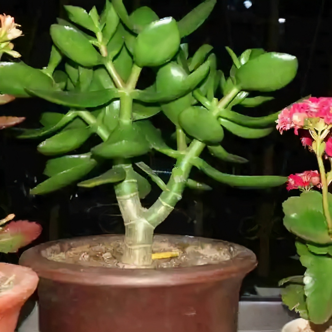 一根枝条插土里怎么生根,下山老桩扦插生根最快方法