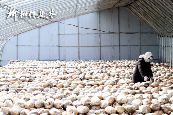 心系贫困户,长春市委常委、宣传部部长赵明到榆树康甲村民主村调研脱贫攻坚工作