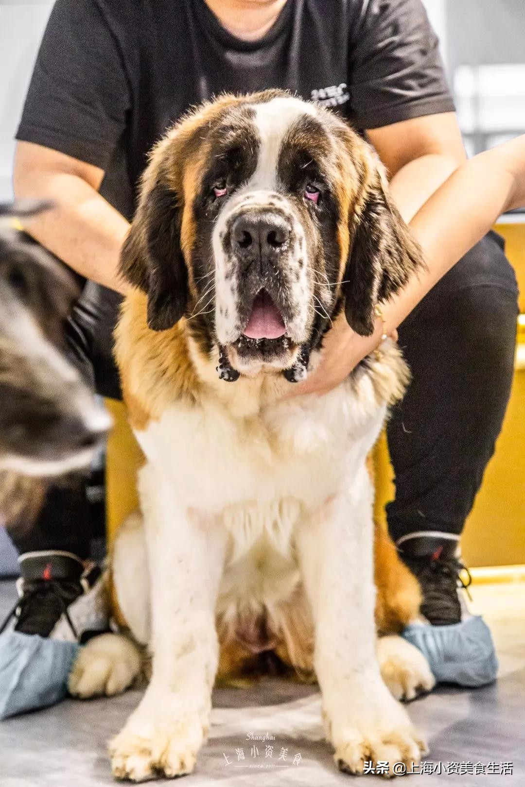 魔都哈士奇体验馆宠物咖啡,魔都哈士奇咖啡馆