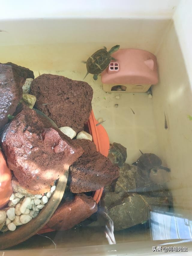 错误养乌龟和正确养乌龟,养乌龟不爱动