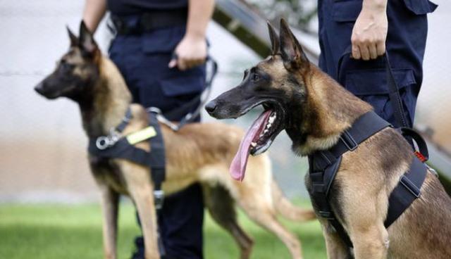 马犬为什么不怕人吓它,什么马犬最可怕