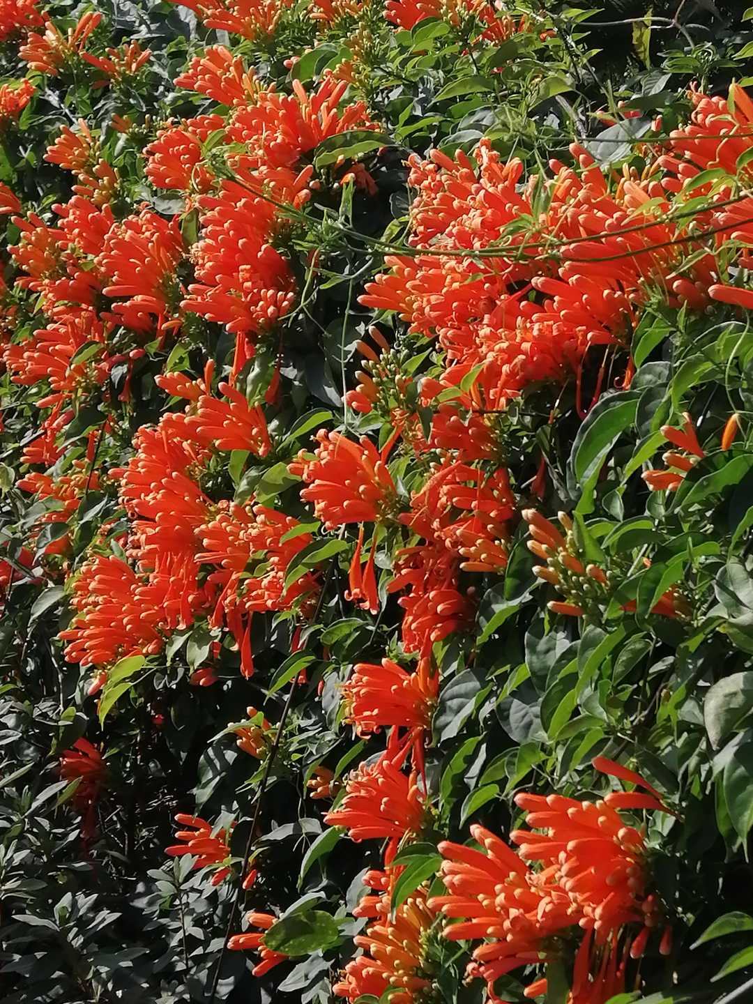 新年炮仗,炮仗花过年