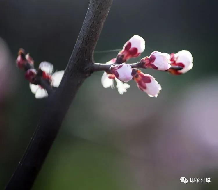 晋城哪里可以春游,晋城附近春游景点