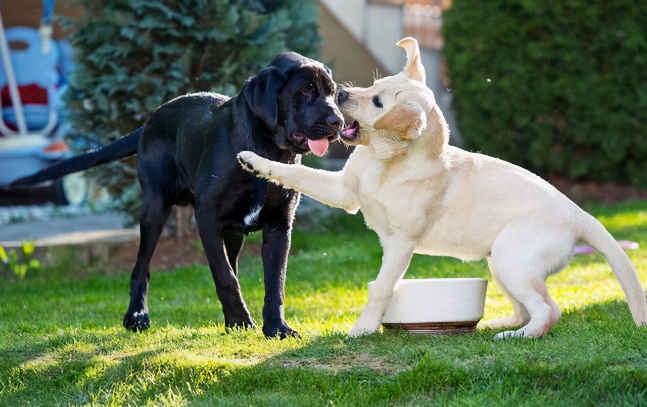 拉布拉多犬的优点和缺点家养犬,拉布拉多和金毛的优点和缺点