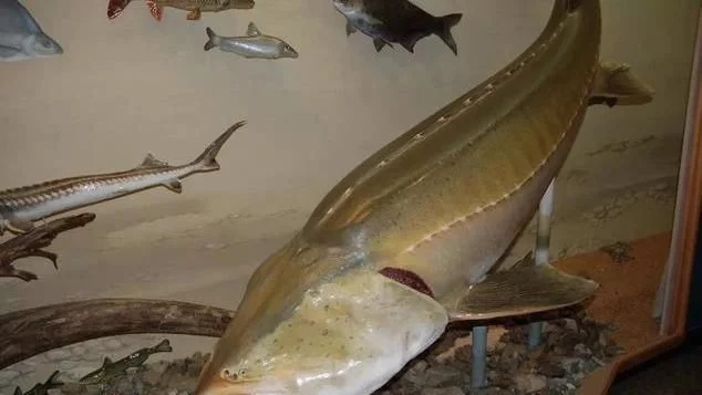 最大的鲟鳇鱼90000斤照片,鲟鳇鱼淡水之王