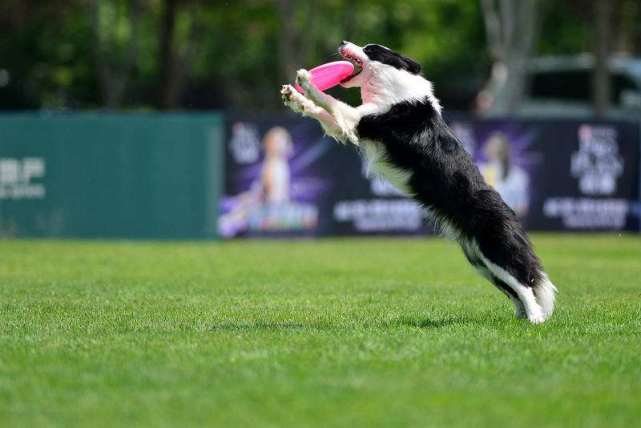 公狗和母狗有哪些区别,公狗和母狗有什么区别吗