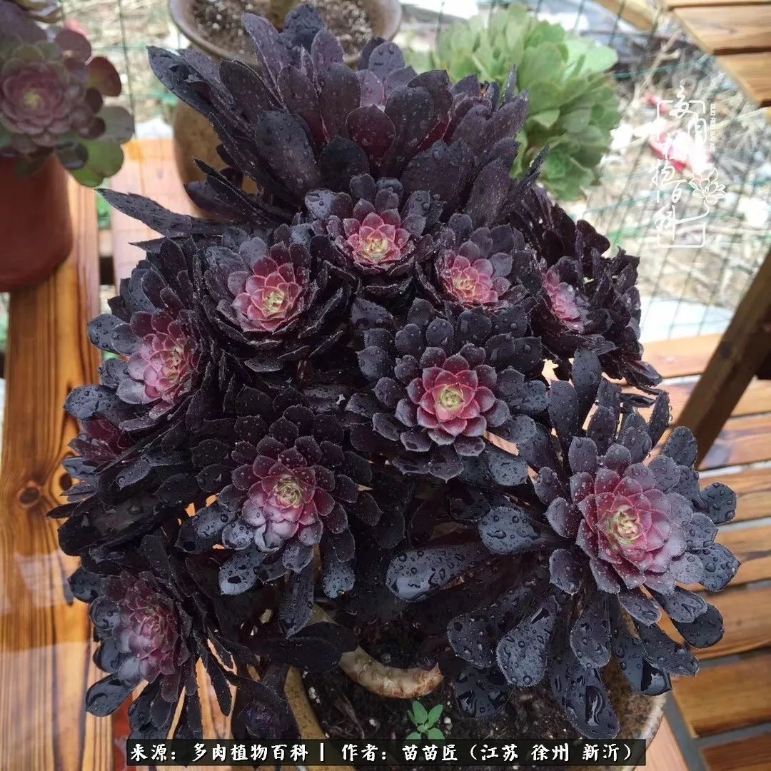 多肉之江湖：众肉友们，修仙渡劫几何了？