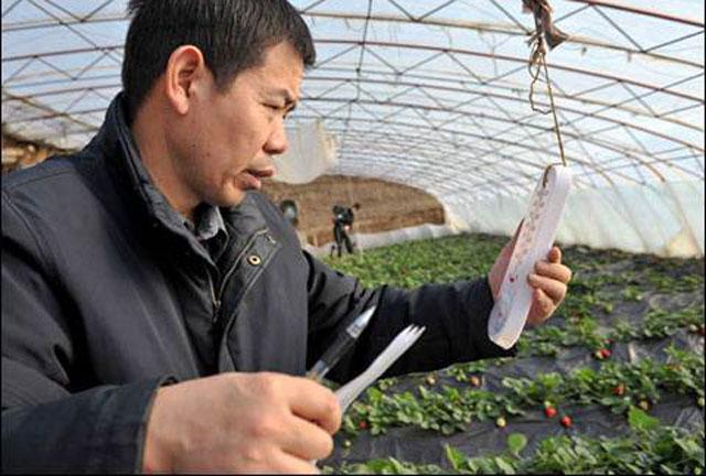 草莓打药后出现僵果怎么办,草莓控旺严重造成僵果怎么办