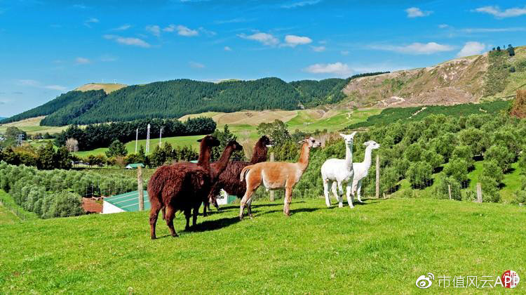 风云早报|畜牧业持续大涨,这家公司宣称出栏量将达200万头(4.2)