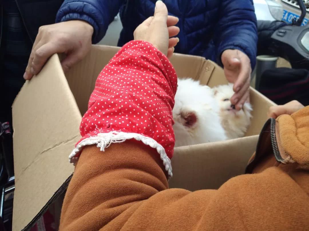 哪里出售贵宾幼犬,白色贵宾幼犬哪里有卖的