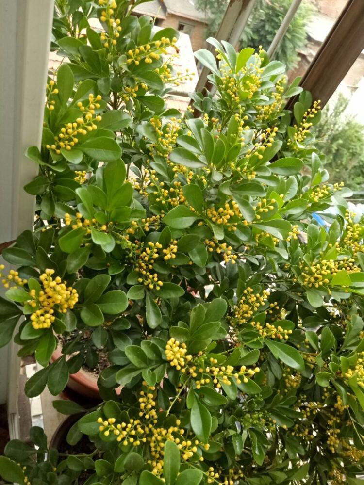 淘米水浇米兰多久浇一次,米兰能用淘米水浇吗