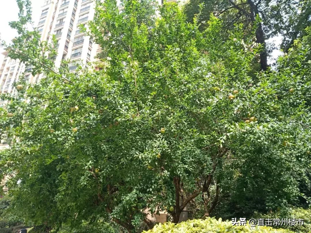 惊了!一街之隔,常州3家小区门禁天差地别