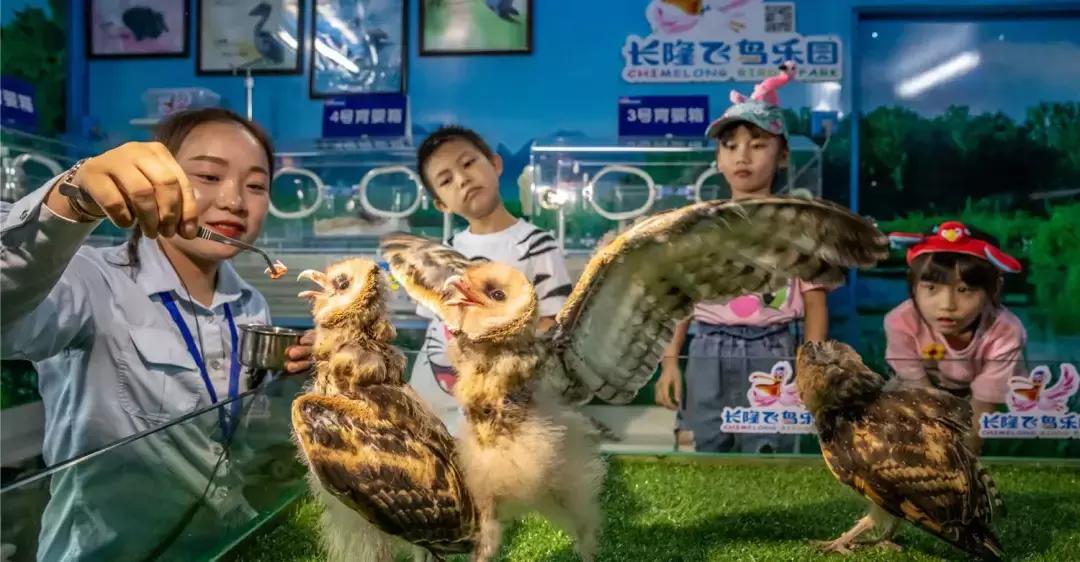 带小婴儿长隆动物园游玩攻略,亲子游玩广州熊猫酒店长隆攻略