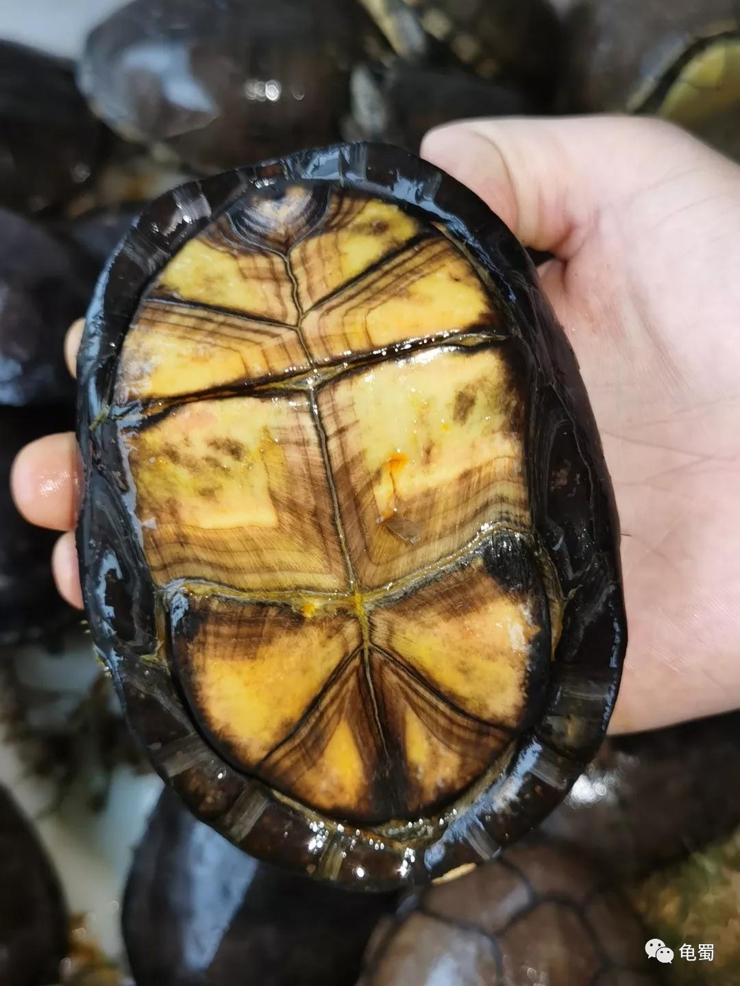 黄泽泥龟为什么冷门,泥龟冷门品种