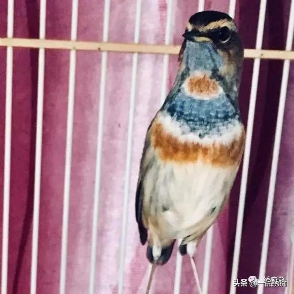 蓝点颏高手对新人的忠告,靛颏鸟新手教程