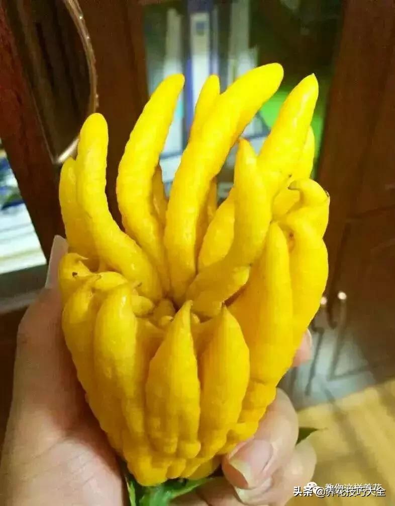 帮助睡眠的花水养,睡眠不理想试试养这4种花