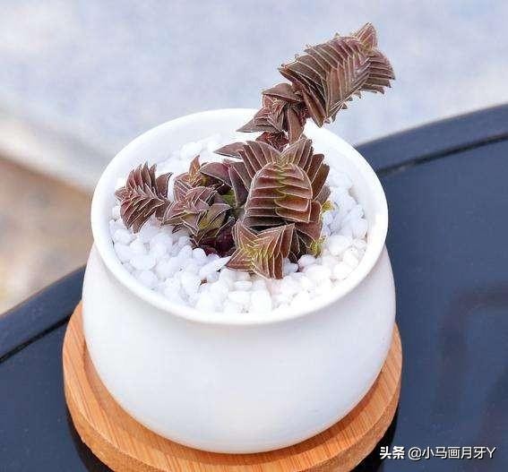 动物成语大集锦，和孩子们来场动物成语飞花令