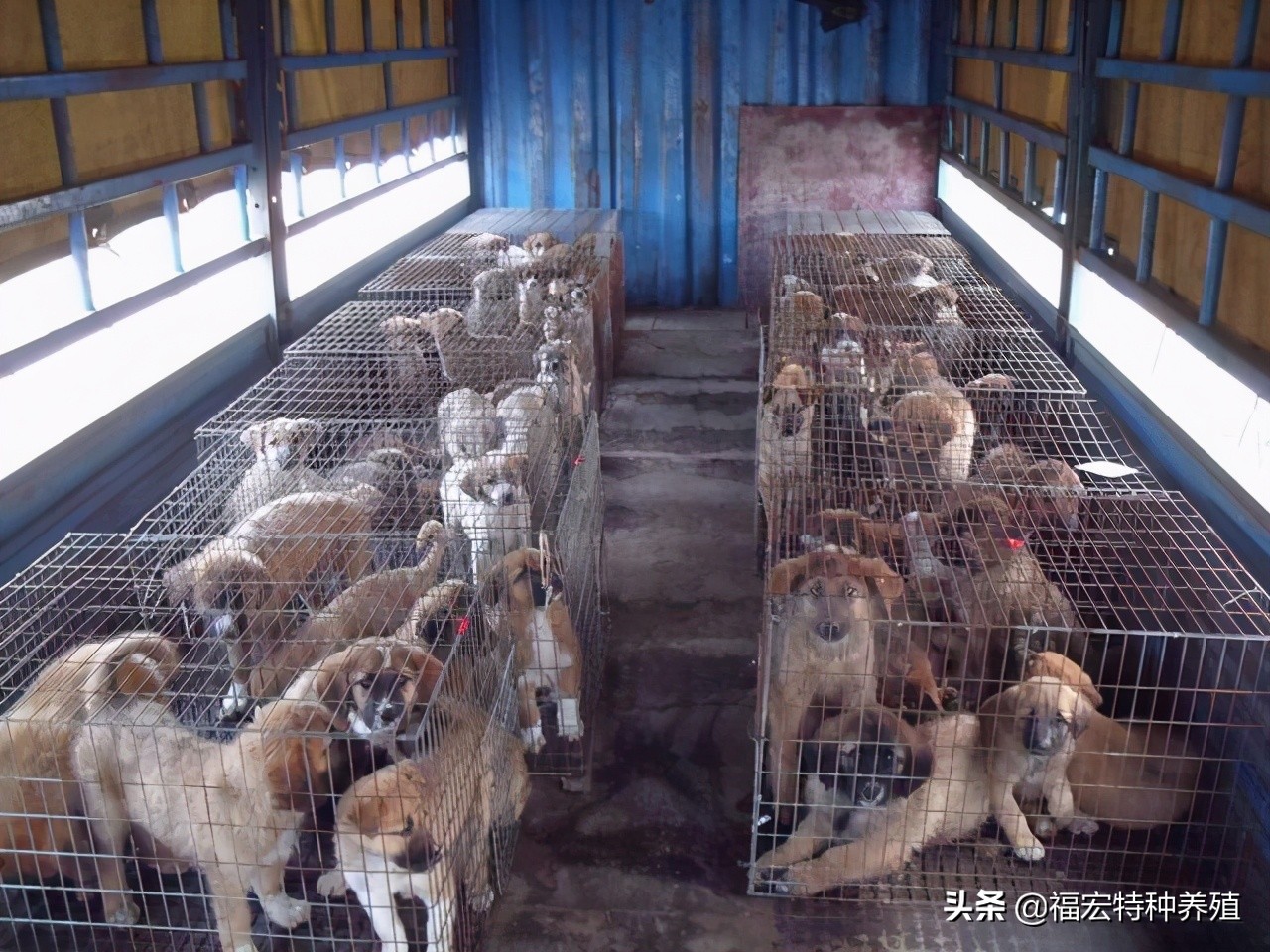 肉狗养殖业的发展前景是什么,肉狗养殖的前景如何哪里有狗苗