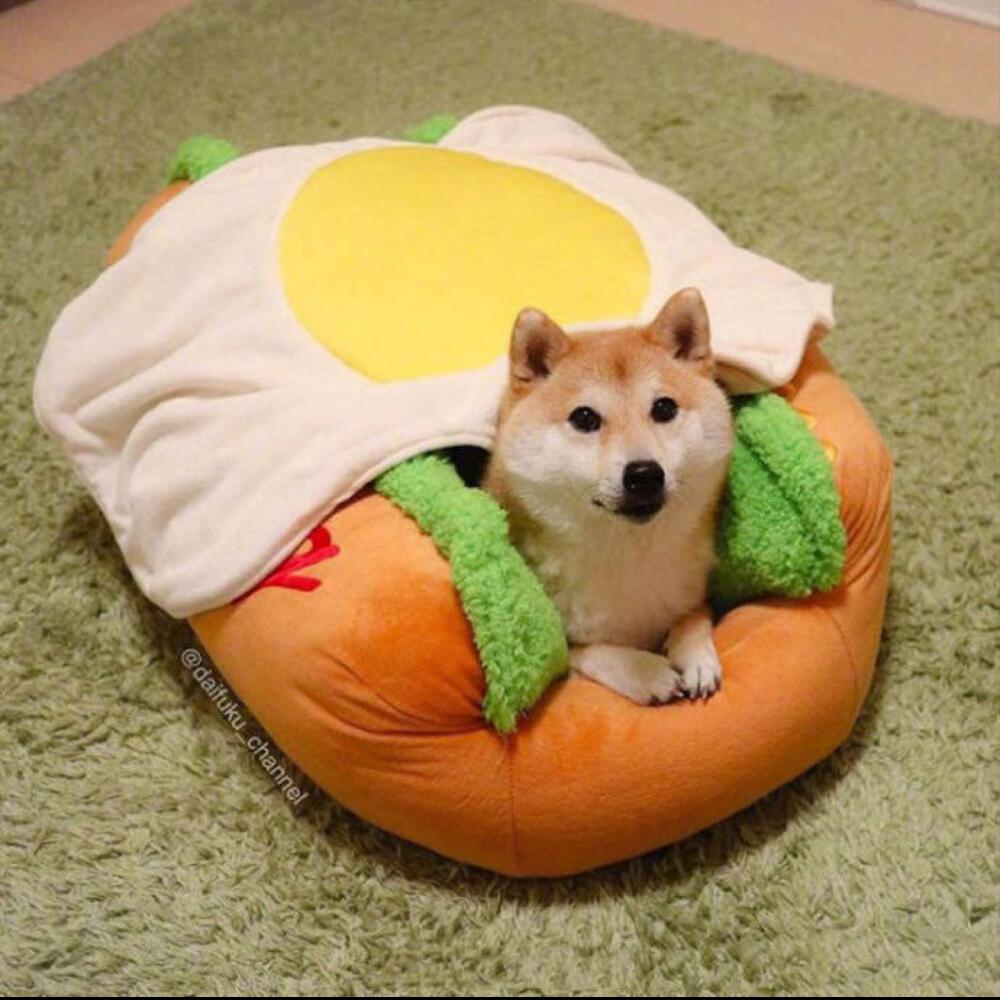 怎样正确饲养狗狗,如何科学饲养狗狗