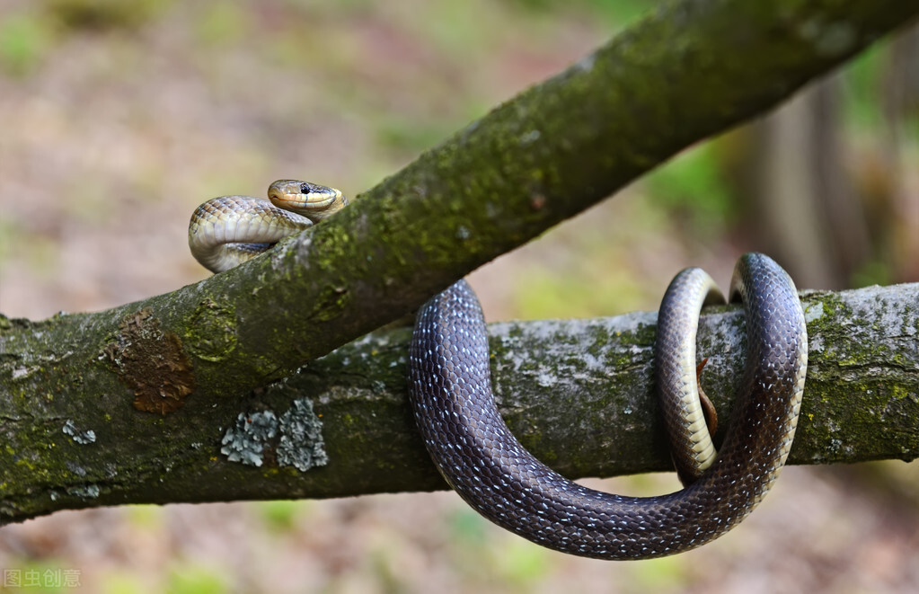 蛇为什么惧怕雄黄,有的蛇为什么不惧怕雄黄
