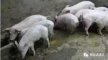 养猪的十大经验和方法,养猪技术教学母猪产仔奶水不足