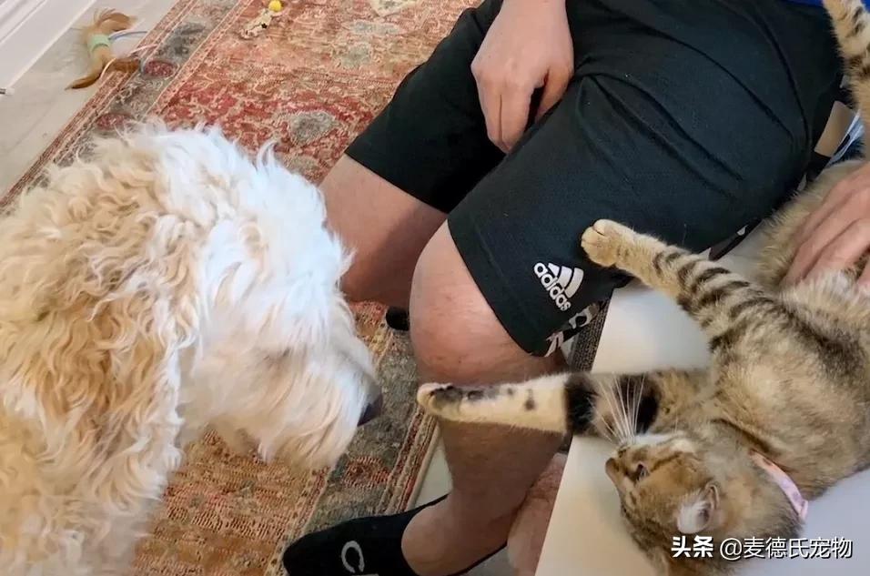 流浪猫猫赖到门口不走,流浪猫在我家门口赖着不走了