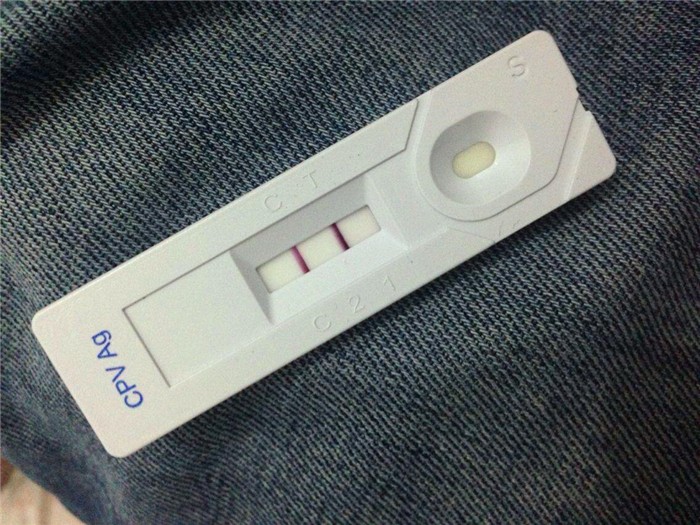 狗狗真的很容易生病吗,狗狗细小已经好了几大症状