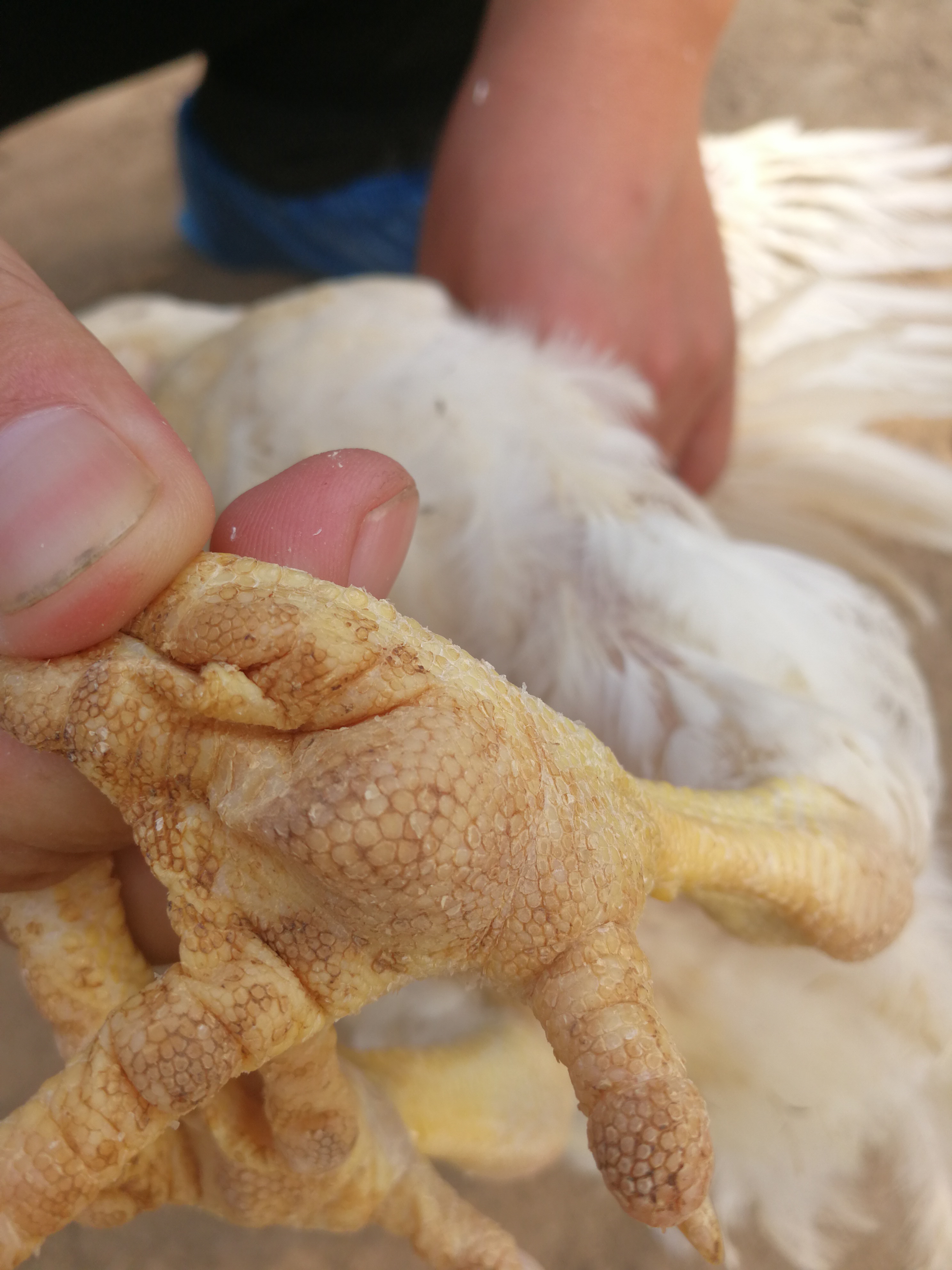 817肉鸡吃得多不长肉怎么回事,817肉鸡后期吃料少是什么原因