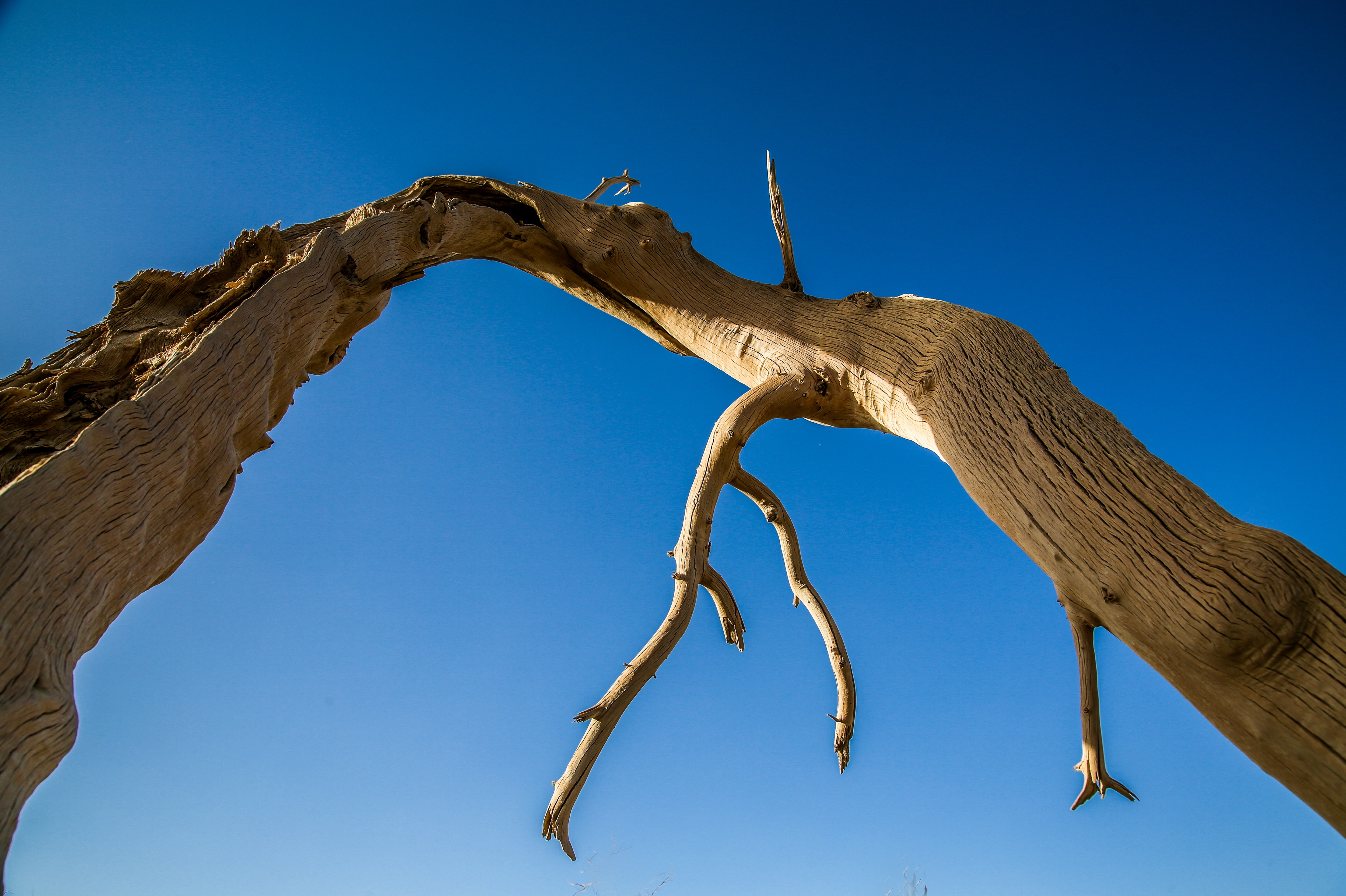 沙雅冬天的胡杨,沙雅胡杨秋天