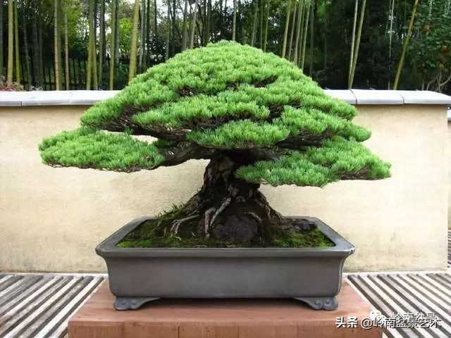 盆景结顶的形式,最好的盆景结顶方法