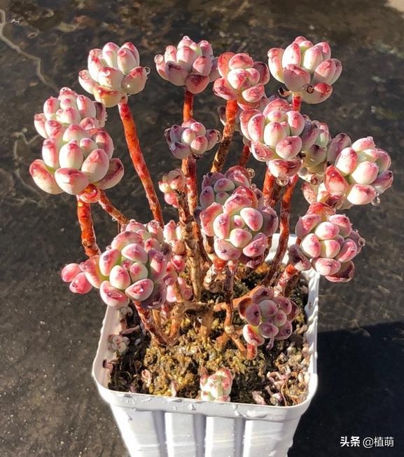 汤姆漫画好养么,汤姆漫画是冬种型吗