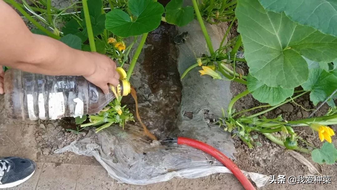 怎么才能种植又大又甜的巨型南瓜,自己家栽培的南瓜绝对好吃无公害