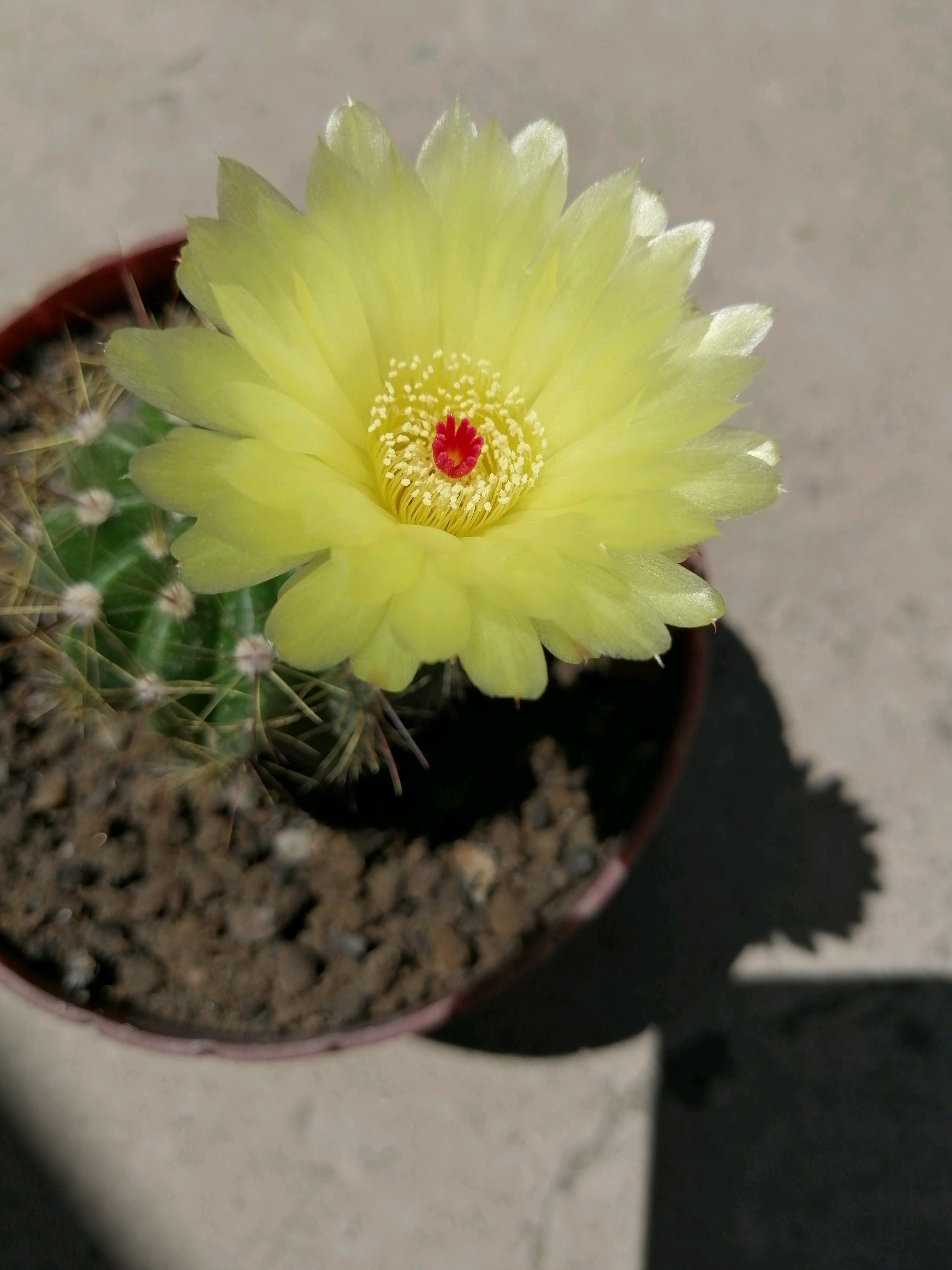 八种会开花的仙人球，每年花开好几次，美丽又好养，新手也能种