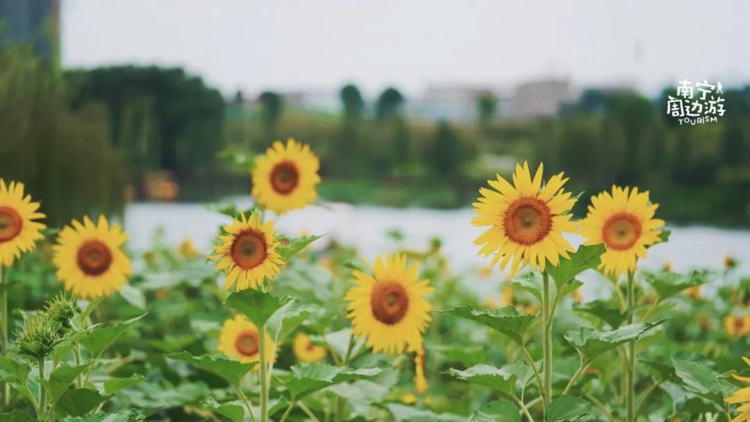 南宁花海公园在哪里,南宁嘉和城附近花海