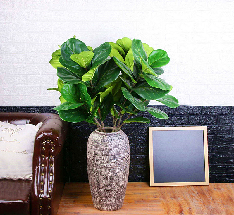 琴叶榕怎么养才会又粗又壮,琴叶榕怎么养得粗一些