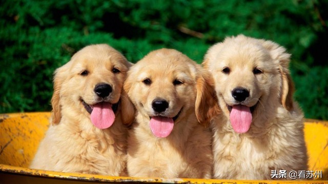 江苏男子投喂流浪狗狂犬病,喂流浪狗被咬狂犬病